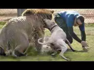 Video: Top 10 Dogs That Protect you From Beast